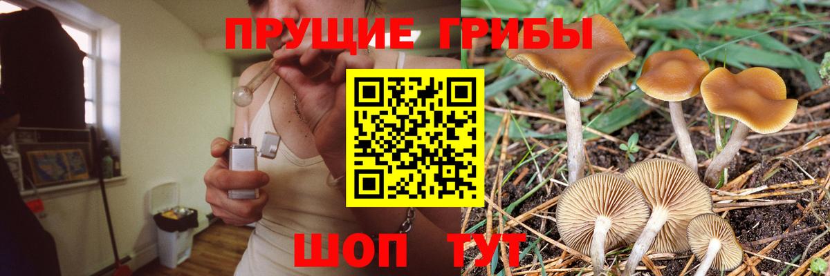 Галлюциногенные грибы Psilocybe Минеральные Воды